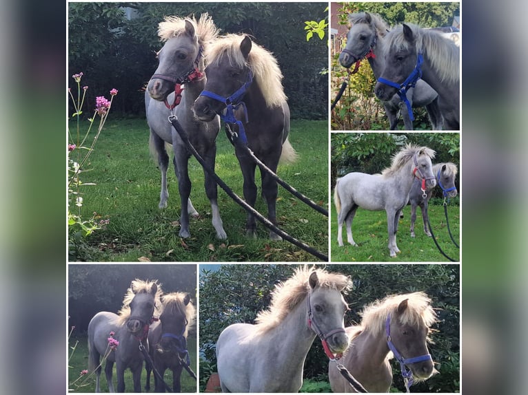Welsh A (Mountain Pony) Stallion Foal (04/2025) in Den Ham