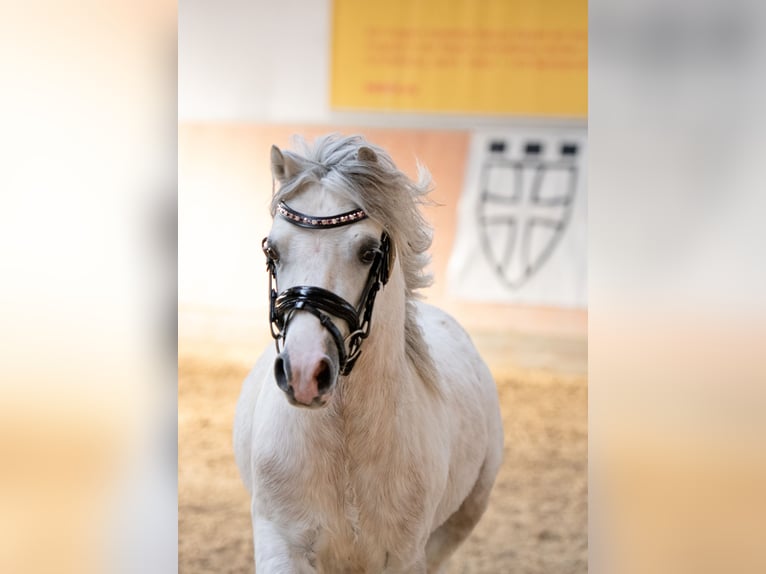 Welsh A (Mountain Pony) Stallion Grey in Dunningen