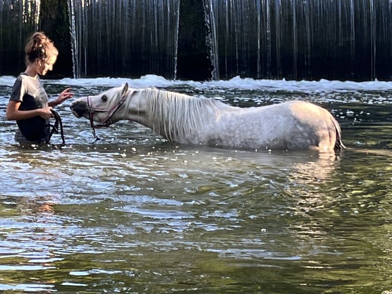Welsh A (Mountain Pony) Stallion Grey in Dunningen