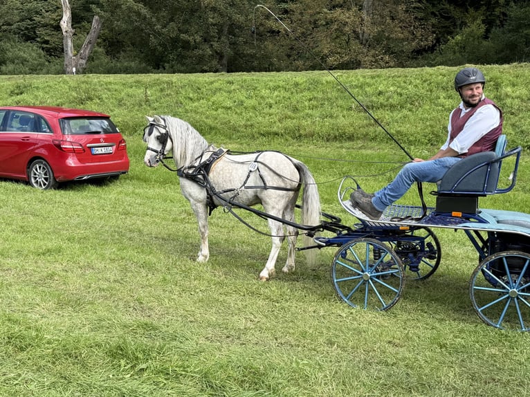 Welsh A (Mountain Pony) Stallion Grey in Dunningen