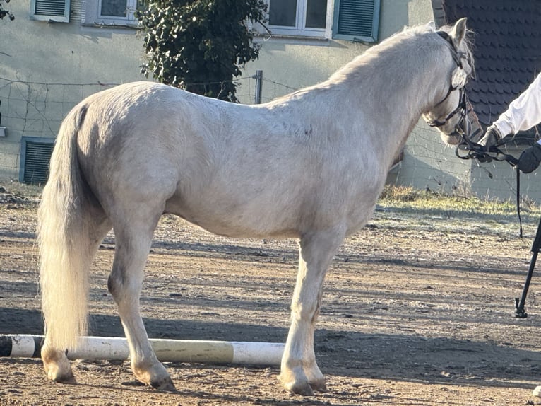Welsh A (Mountain Pony) Stallion Grey in Dunningen