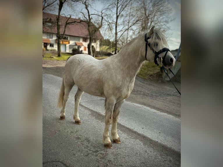 Welsh A (Mountain Pony) Stallion Grey in Dunningen