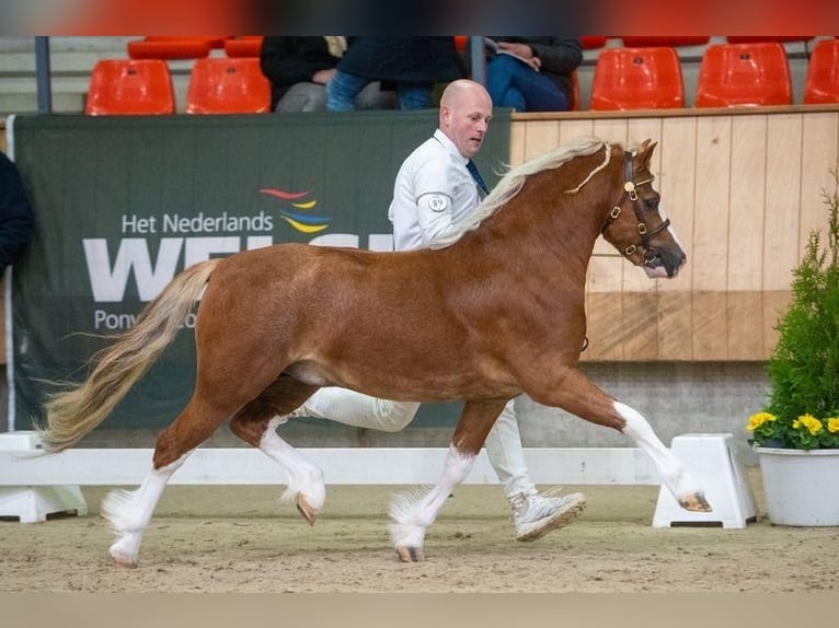 Welsh A (Mountain Pony) Stallion in Hengelo (Gld)
