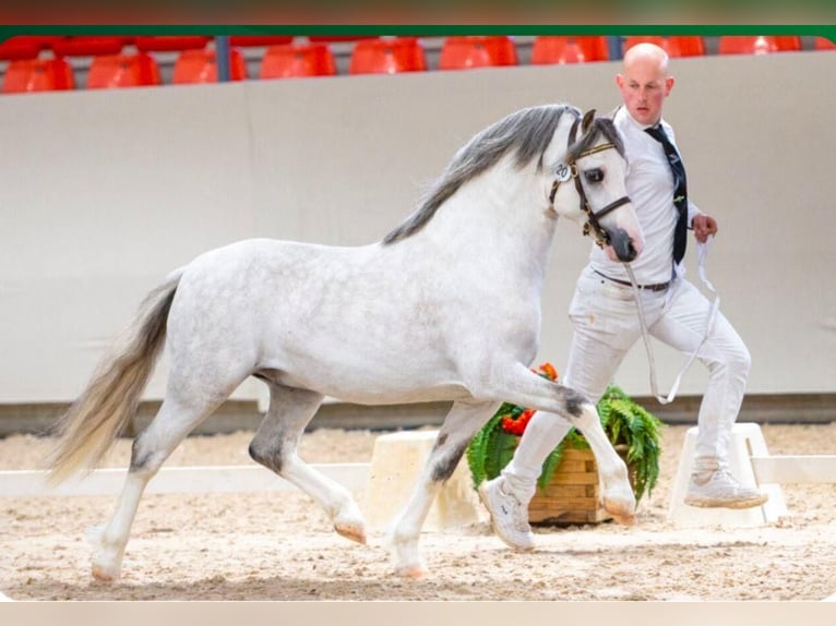 Welsh A (Mountain Pony) Stallion in Hengelo (Gld)