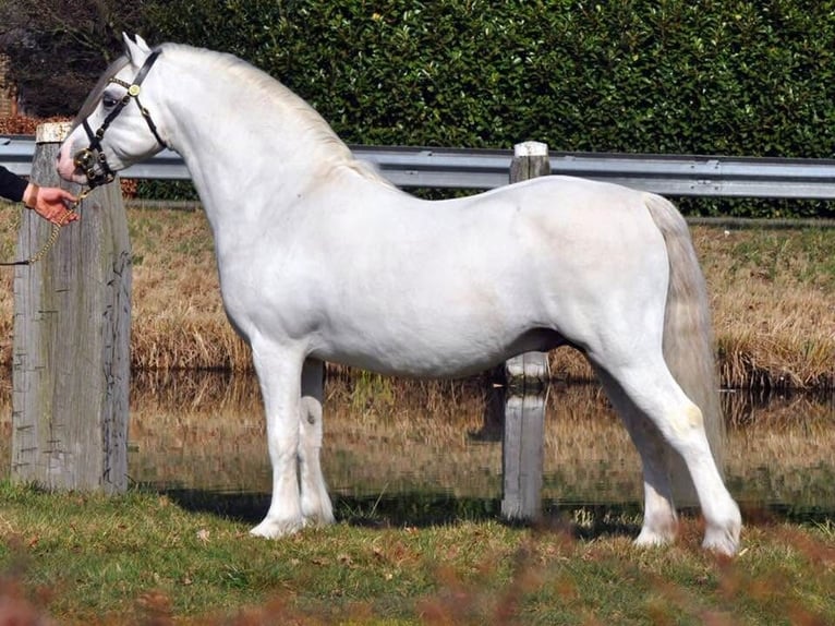 Welsh A (Mountain Pony) Stallion in Hengelo (Gld)