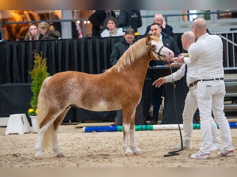 Welsh A (Mountain Pony) Stallion in Hengelo (Gld)