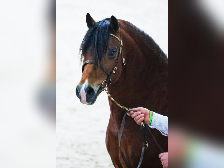 Welsh A (Mountain Pony) Stallion in Hengelo (Gld)