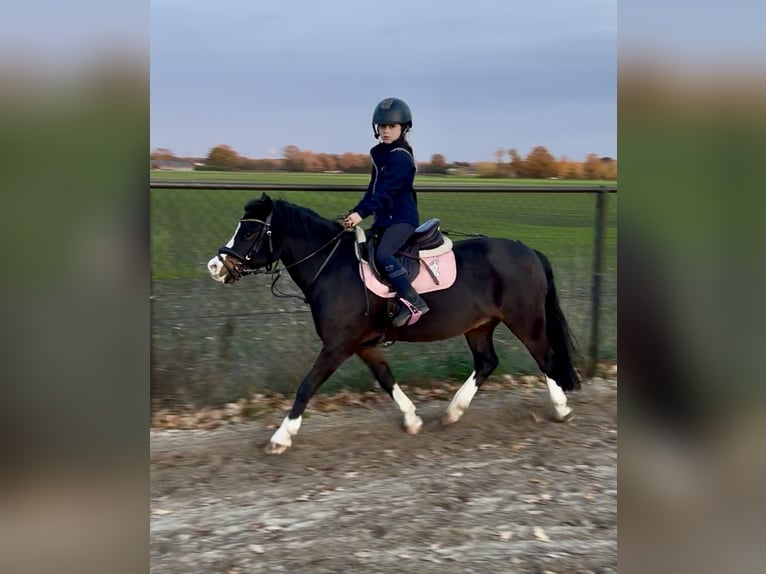 Welsh-A Ruin 10 Jaar 116 cm Bruin in Heythuysen