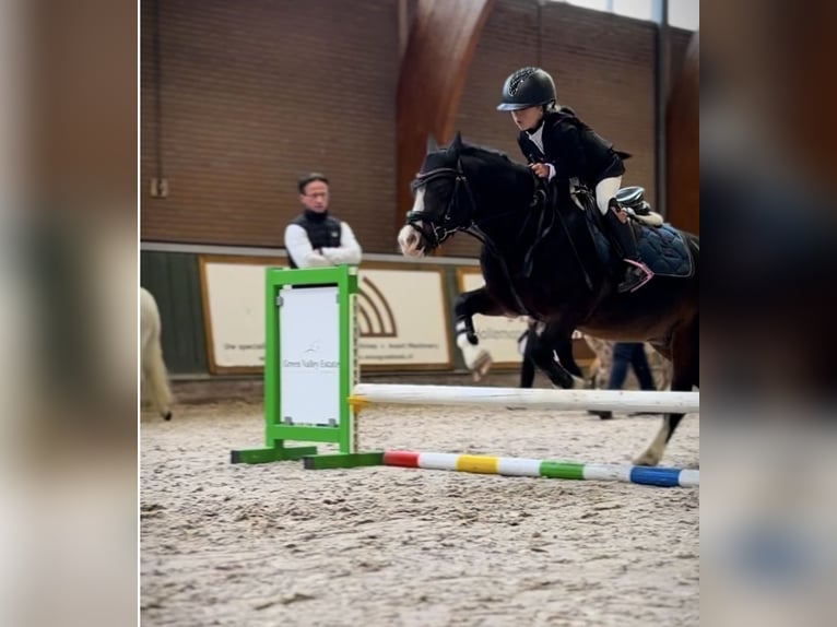 Welsh-A Ruin 10 Jaar 116 cm Bruin in Heythuysen