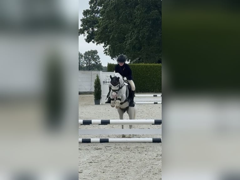 Welsh-A Ruin 10 Jaar 116 cm Schimmel in Enschede