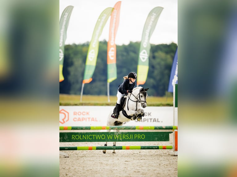 Welsh-A Ruin 11 Jaar 123 cm Schimmel in Podłęcze