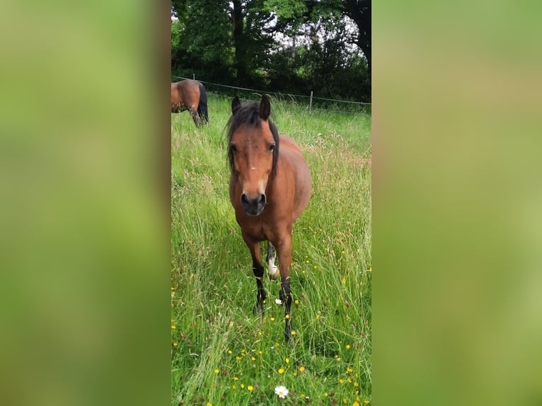 Welsh-A Ruin 11 Jaar 128 cm Bruin in Witten