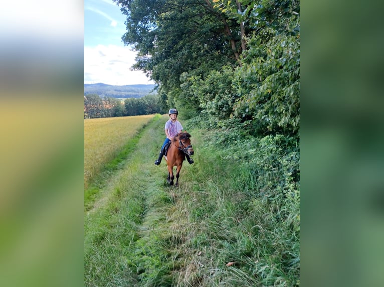 Welsh-A Mix Ruin 13 Jaar 114 cm Bruin in Alsfeld