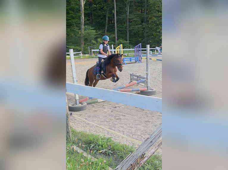 Welsh-A Mix Ruin 13 Jaar 115 cm Bruin in Hausmanstätten