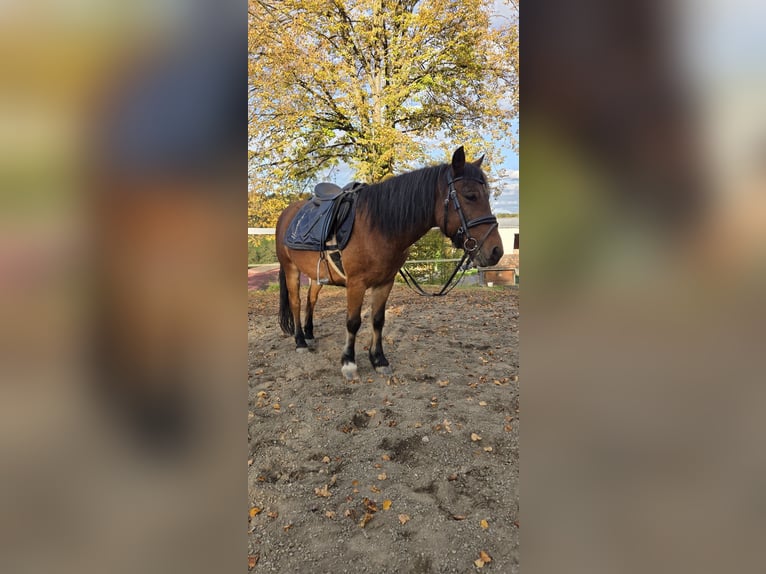 Welsh-A Mix Ruin 13 Jaar 115 cm Bruin in Hausmanstätten