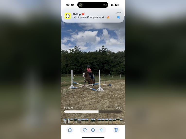 Welsh-A Ruin 13 Jaar 120 cm Donkerbruin in InzenhofG&#xFC;ssing