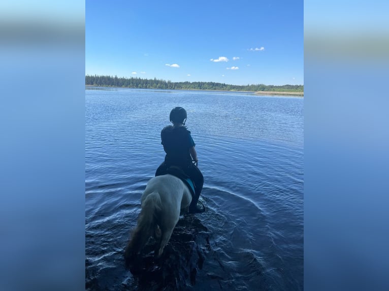 Welsh-A Ruin 13 Jaar 127 cm Schimmel in Bad Wurzach