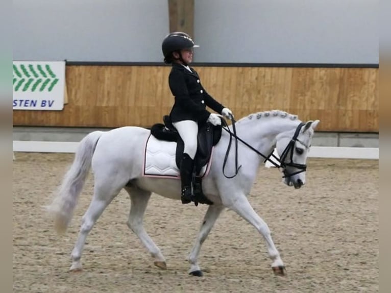 Welsh-A Mix Ruin 16 Jaar 126 cm Schimmel in Wormer