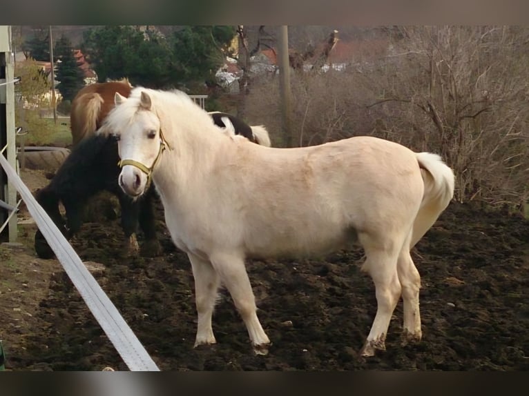 Welsh-A Ruin 18 Jaar 120 cm Palomino in Wei&#xDF;enfels