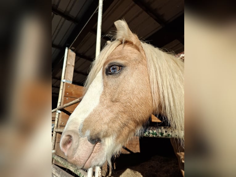 Welsh-A Ruin 19 Jaar 110 cm Palomino in Malsfeld