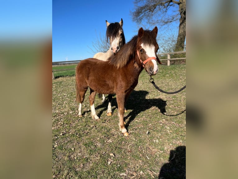 Welsh-A Ruin 1 Jaar Donkere-vos in L&#xF6;ningen