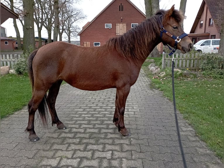 Welsh-A Ruin 1 Jaar Donkere-vos in L&#xF6;ningen