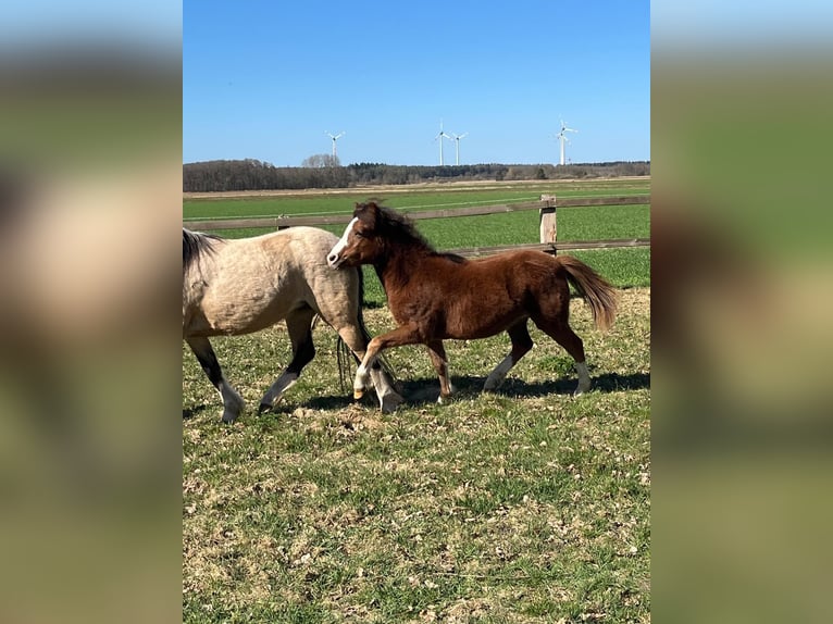 Welsh-A Ruin 1 Jaar Donkere-vos in L&#xF6;ningen