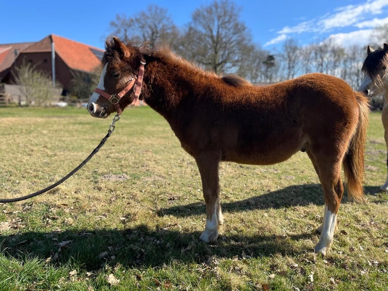 Welsh-A Ruin 1 Jaar Donkere-vos in L&#xF6;ningen
