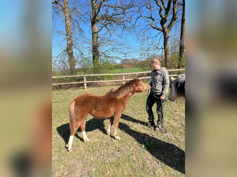 Welsh-A Ruin 1 Jaar Donkere-vos in L&#xF6;ningen