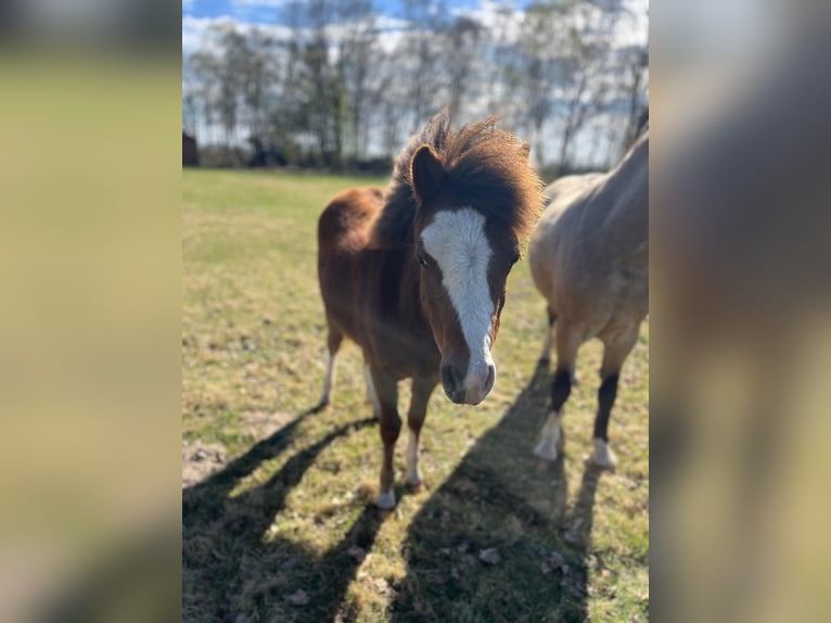Welsh-A Ruin 1 Jaar Donkere-vos in L&#xF6;ningen