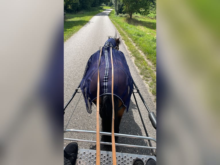 Welsh-A Ruin 21 Jaar 115 cm Bruin in Lutzhorn