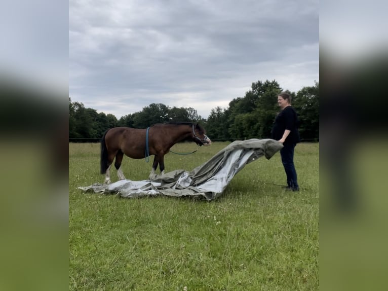 Welsh-A Ruin 21 Jaar 115 cm Bruin in Lutzhorn