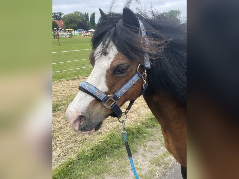 Welsh-A Ruin 21 Jaar 115 cm Bruin in Lutzhorn