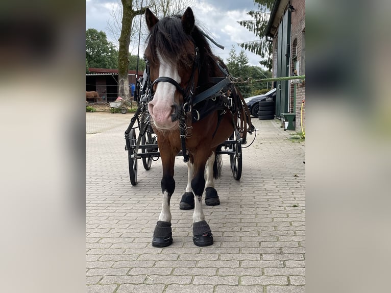 Welsh-A Ruin 21 Jaar 115 cm Bruin in Lutzhorn