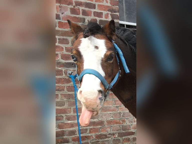 Welsh-A Ruin 21 Jaar 115 cm Bruin in Lutzhorn