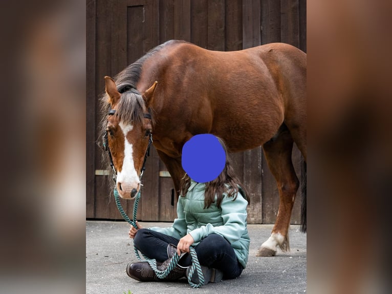 Welsh-A Ruin 21 Jaar 118 cm Donkere-vos in Dettingen an der Erms