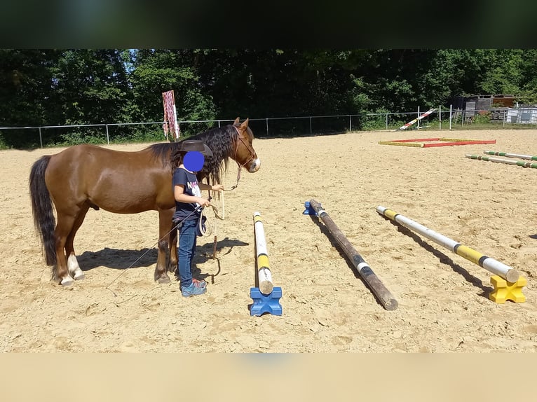 Welsh-A Ruin 21 Jaar 118 cm Donkere-vos in Dettingen an der Erms