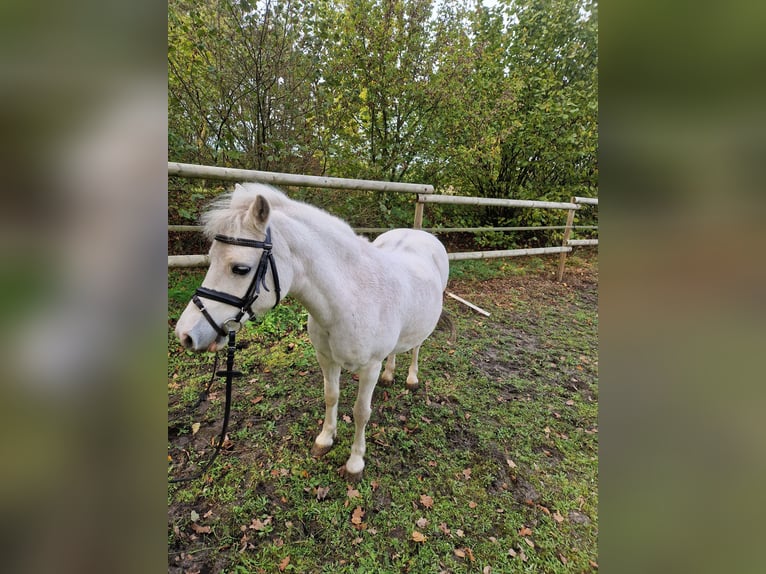 Welsh-A Ruin 22 Jaar Schimmel in Saerbeck