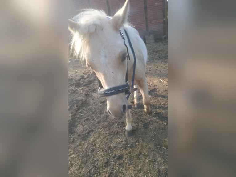 Welsh-A Mix Ruin 2 Jaar 120 cm Palomino in Osterfeld