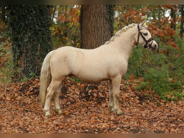 Welsh-A Ruin 2 Jaar 122 cm Palomino in Aalten