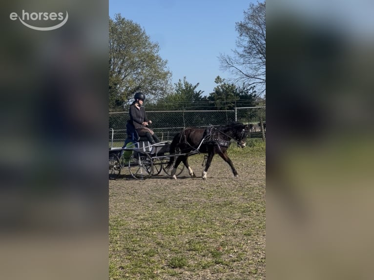 Welsh-A Ruin 3 Jaar 115 cm Bruin in Hengelo