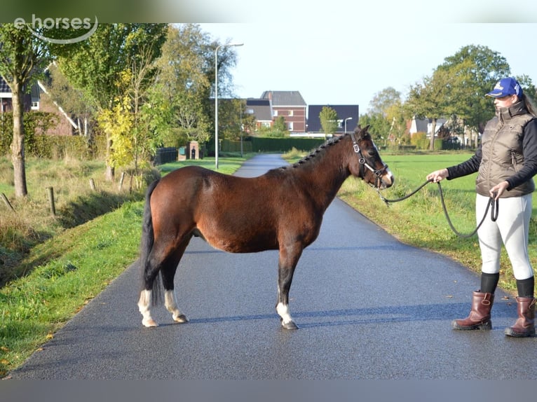 Welsh-A Ruin 3 Jaar 115 cm Bruin in Hengelo