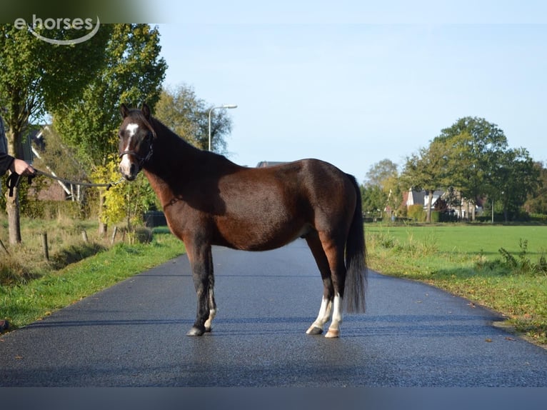 Welsh-A Ruin 3 Jaar 115 cm Bruin in Hengelo