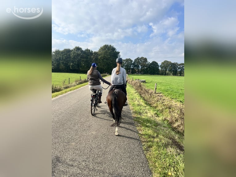 Welsh-A Ruin 3 Jaar 115 cm Bruin in Hengelo