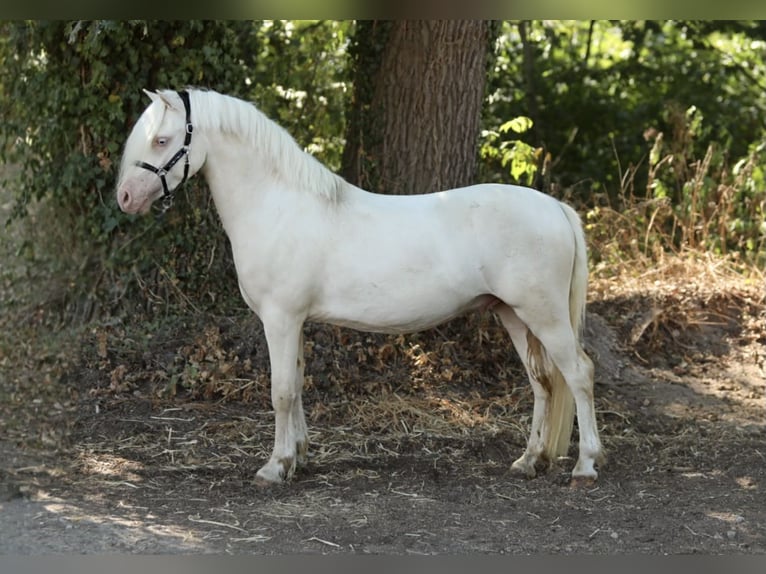 Welsh-A Ruin 3 Jaar 118 cm Cremello in Aalten