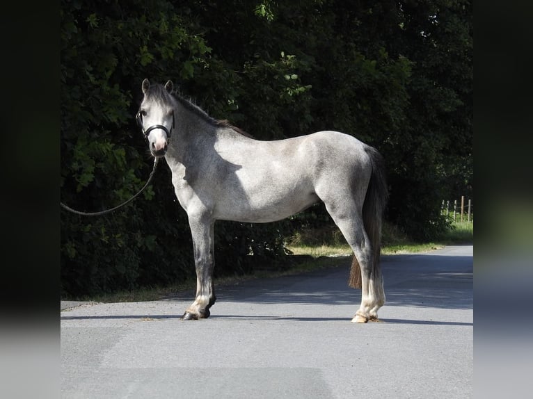 Welsh-A Ruin 3 Jaar 118 cm Schimmel in Verl