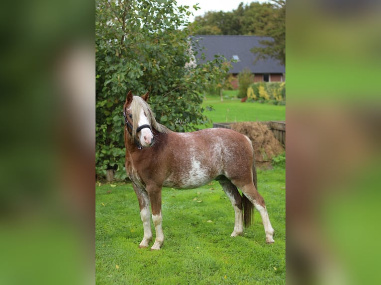 Welsh-A Ruin 3 Jaar 120 cm Sabino in Veendam