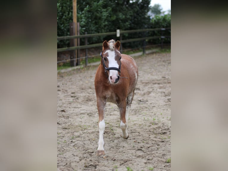 Welsh-A Ruin 3 Jaar 120 cm Sabino in Veendam