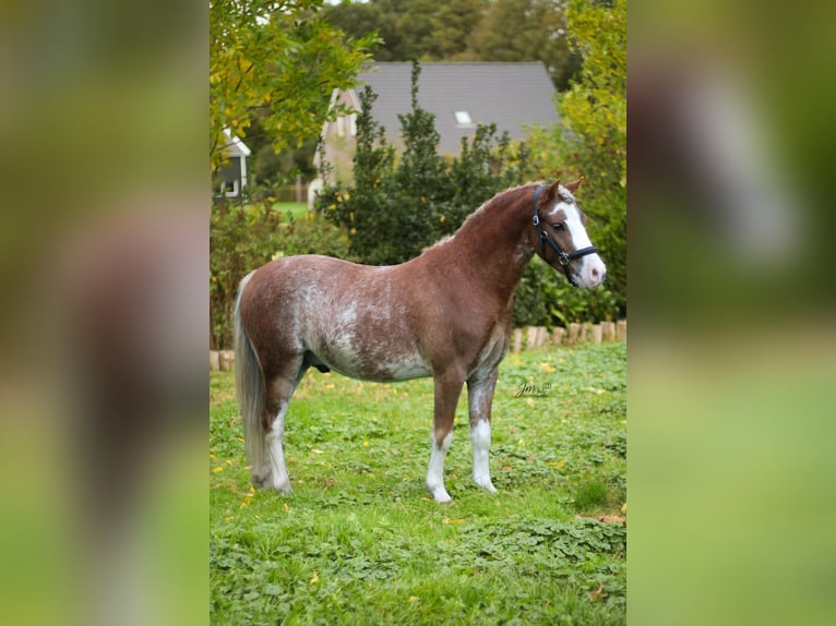 Welsh-A Ruin 3 Jaar 120 cm Sabino in Veendam