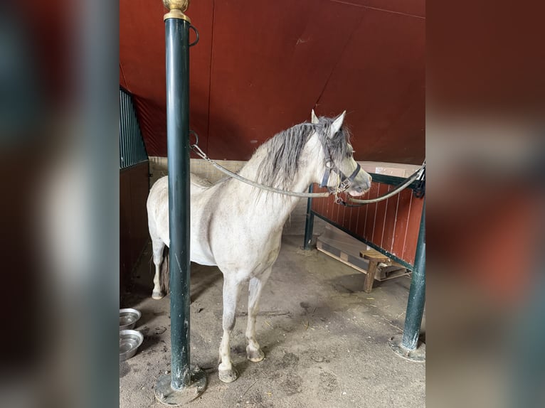 Welsh-A Ruin 3 Jaar 120 cm Schimmel in Groningen